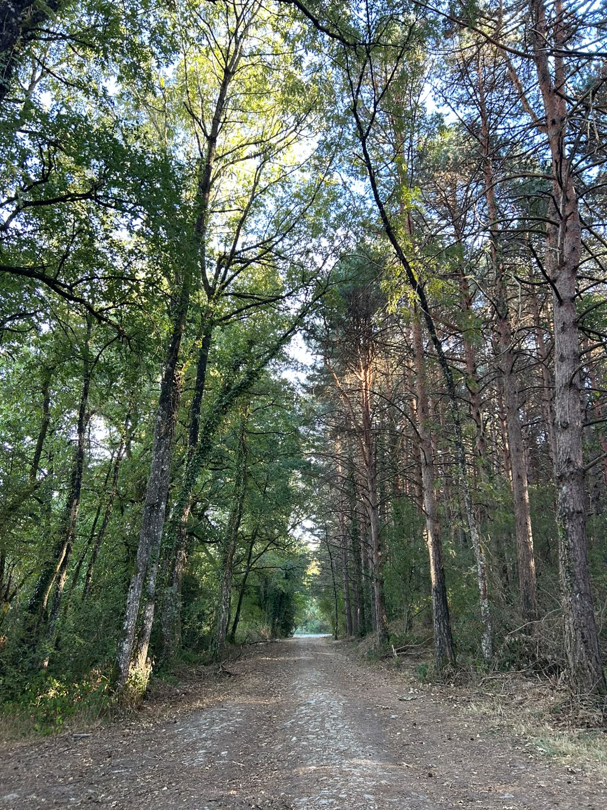 paseo por el bosque